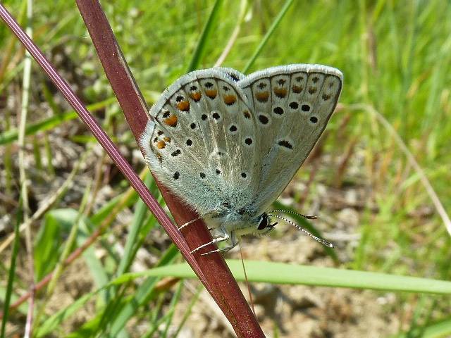 Polyommatus (Polyommatus) thersites